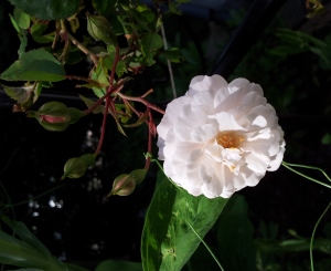 vermutlich Felicite et Perpetue